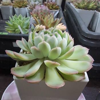 多肉植物 ♡ストロベリーアイス♡大きめ苗^^ Amazon.co.jp: 多肉植物 エケベリア ストロベリーアイス 大きめ